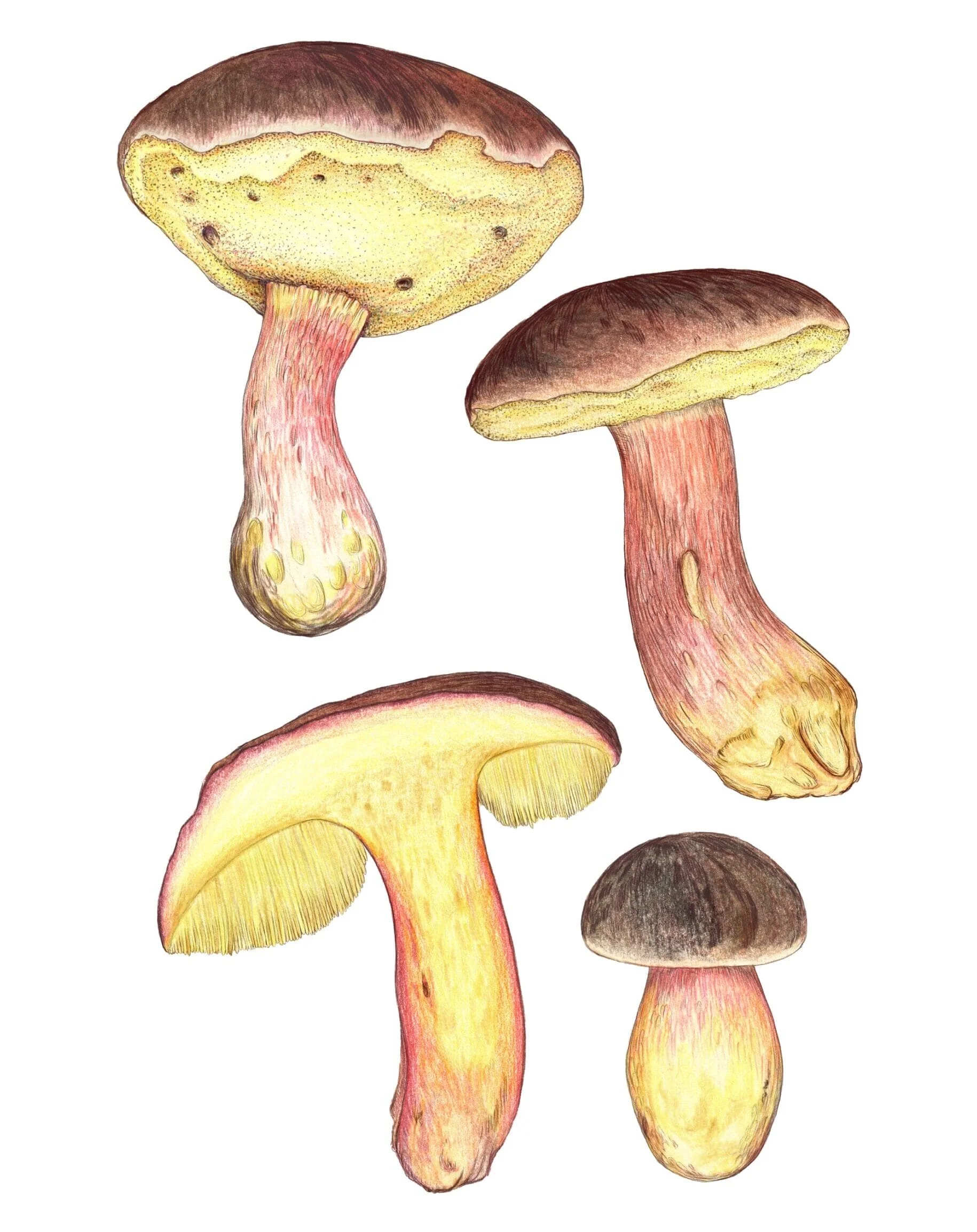 Mushroom Color Atlas - Image 4