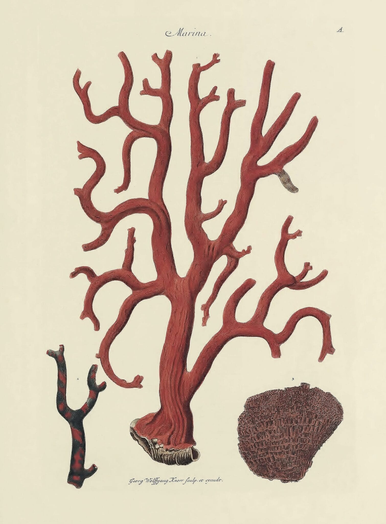 Nature’s Palette: A Color Reference System from the Natural World - Image 7