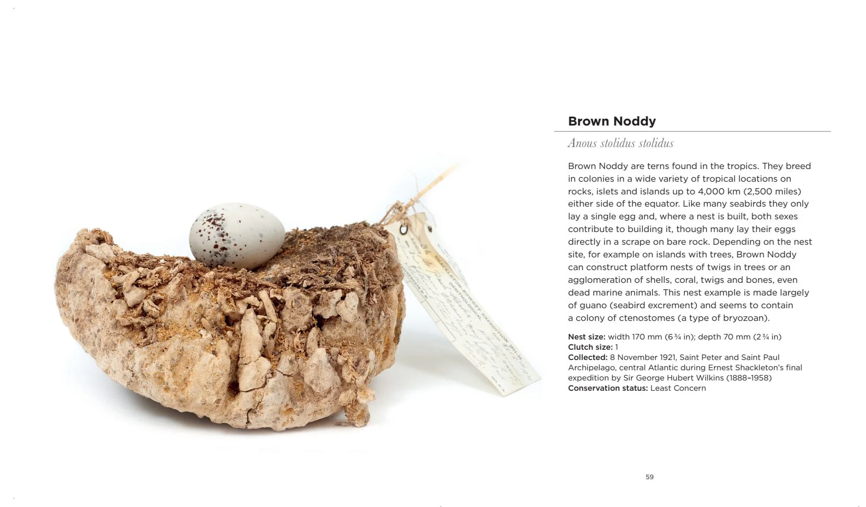 Smithsonian Handbook of Interesting Bird Nests and Eggs - Image 3