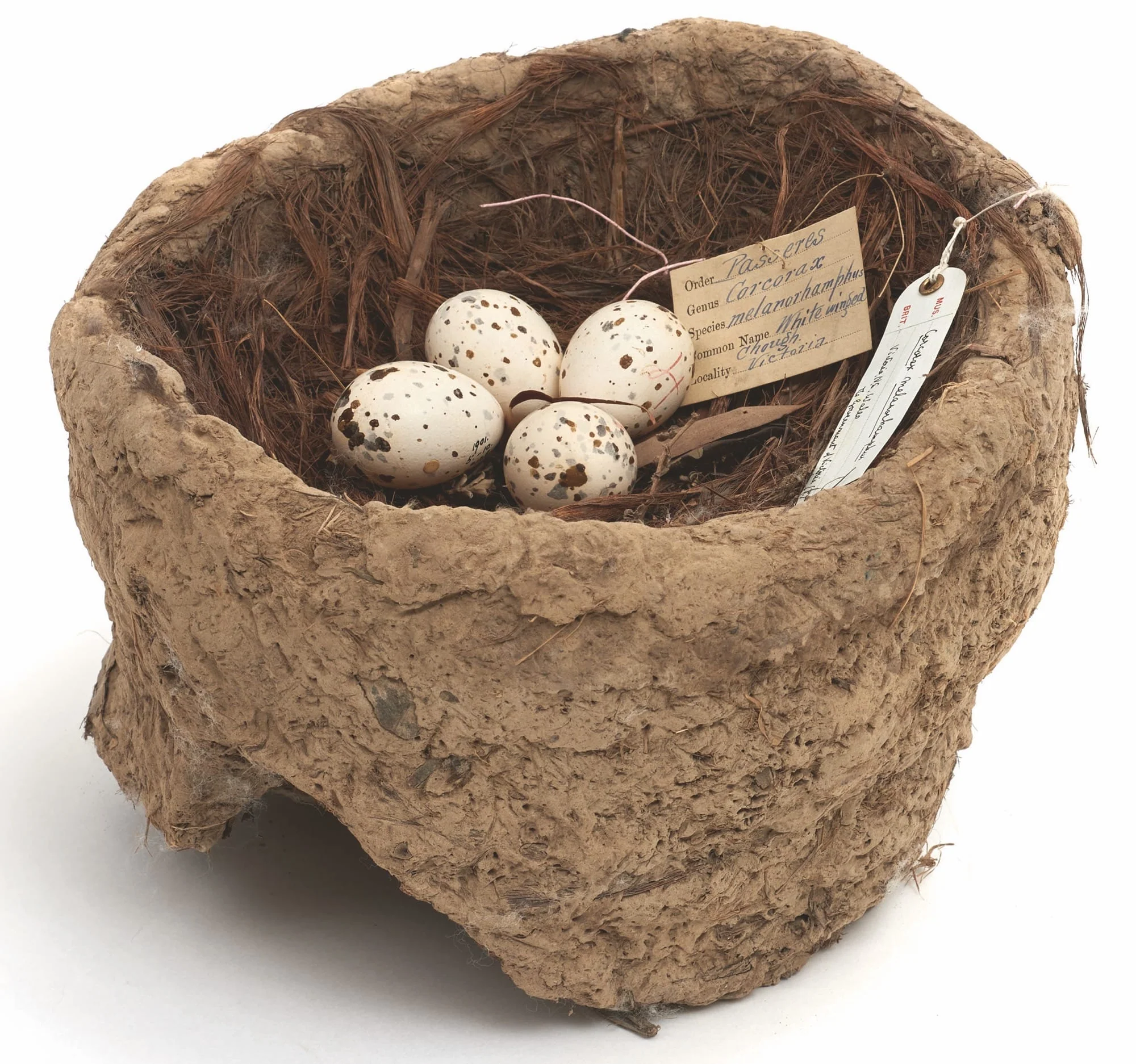 Smithsonian Handbook of Interesting Bird Nests and Eggs - Image 4
